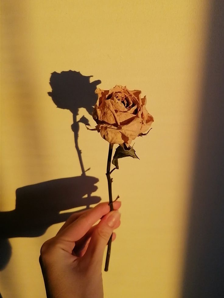 Dried rose in the golden hour